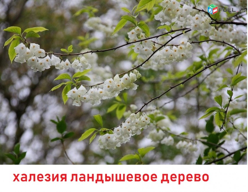 landishanman tsar ծաղիկների մեծ տեսականի  մոտ 800 տեսակ