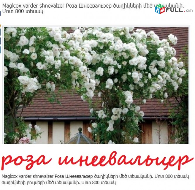 Drsi varder վարդեր Розы мэйнтауер ծաղիկների բույսերի մեծ տեսականի մոտ 1000 տեսակ	