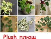 PLYUSH փաթաթվօղ դրսի buyseri caxikneri mec tesakani	