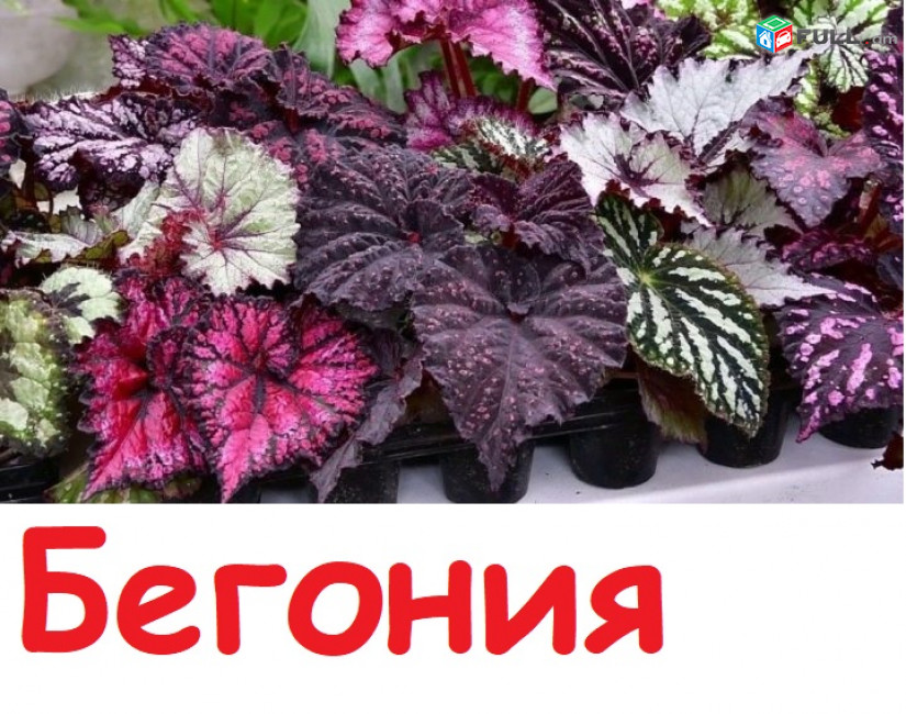 BEGONIA Бегония բեգոնիյա