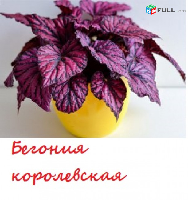 BEGONIA Бегония բեգոնիյա