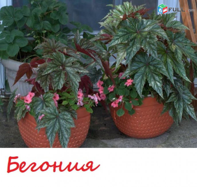 BEGONIA Бегония բեգոնիյա