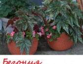 BEGONIA Бегония բեգոնիյա