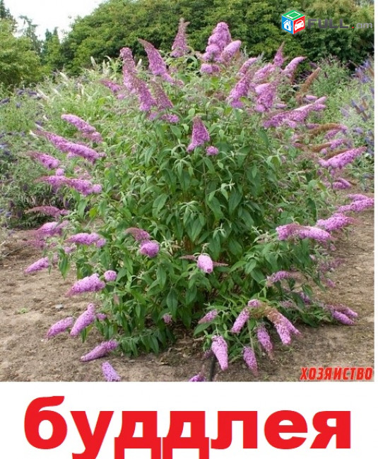 BUDDLEYA Буддлея բուդլեյա