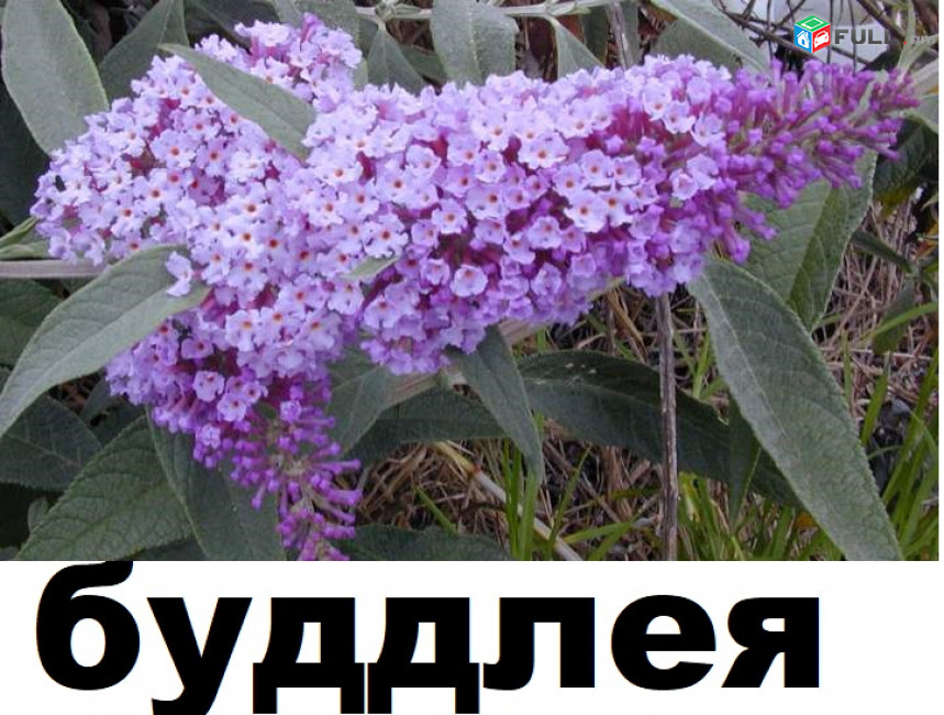 BUDDLEYA Буддлея բուդլեյա