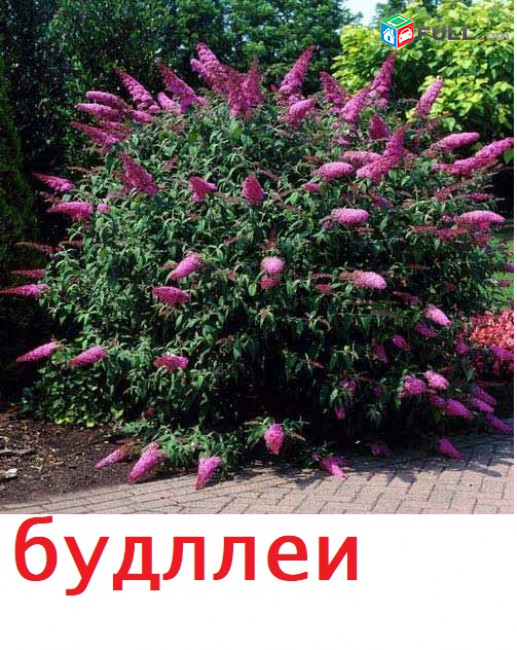 BUDDLEYA Буддлея բուդլեյա