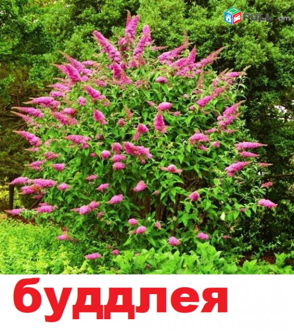 BUDDLEYA Буддлея բուդլեյա