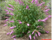 BUDDLEYA Буддлея բուդլեյա