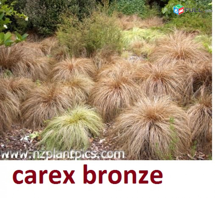 carex bronze դեկորատիվ խոտեր