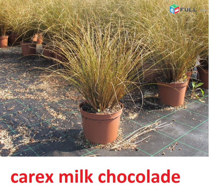 carex bronze դեկորատիվ խոտեր