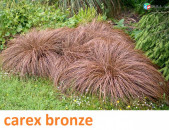 carex bronze դեկորատիվ խոտեր