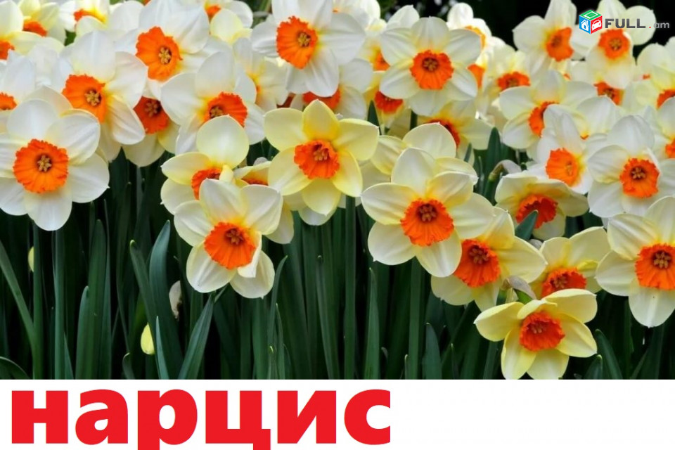 NARCIS Нарцисс նարցիս