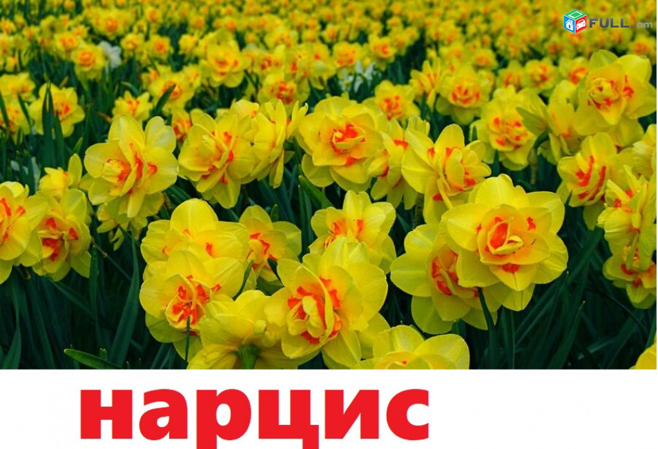 NARCIS Нарцисс նարցիս