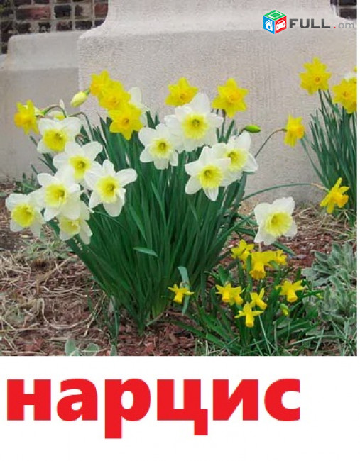 NARCIS Нарцисс նարցիս