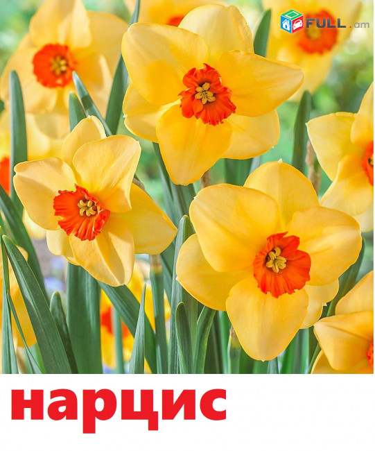 NARCIS Нарцисс նարցիս