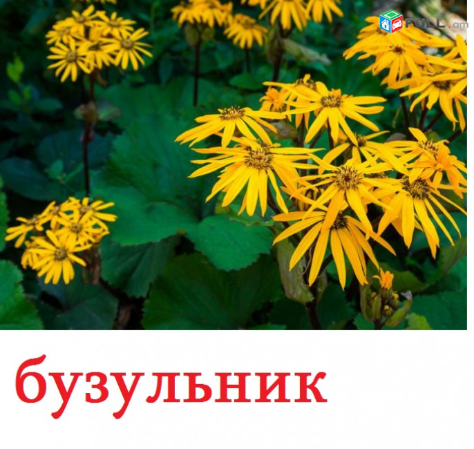 buzulnik Бузульник բուզիլնիկ