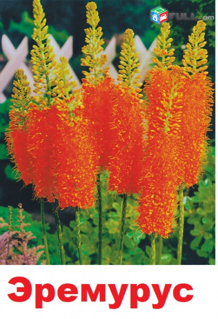EREMURUS Эремурус էրեմուրուս