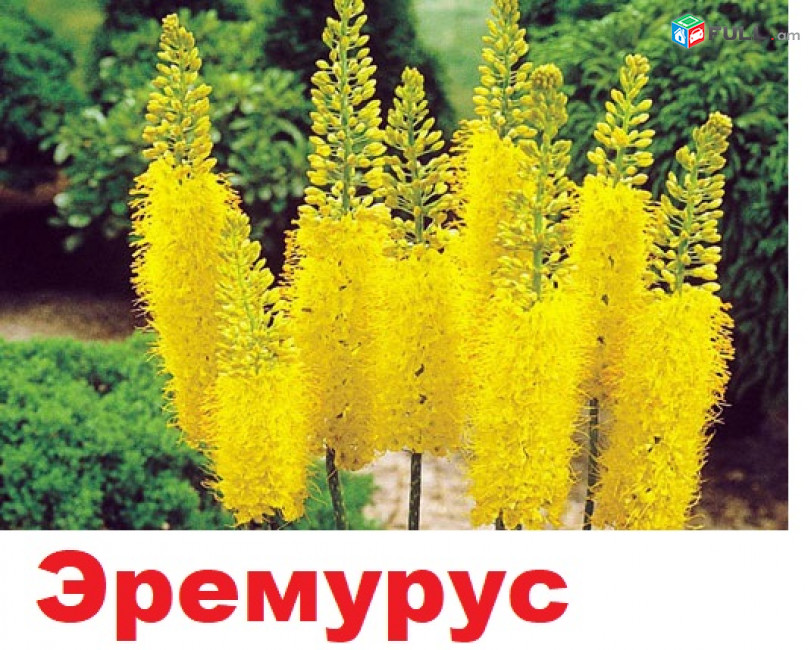 EREMURUS Эремурус էրեմուրուս