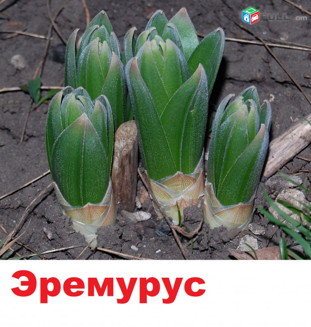 EREMURUS Эремурус էրեմուրուս