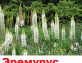 EREMURUS Эремурус էրեմուրուս