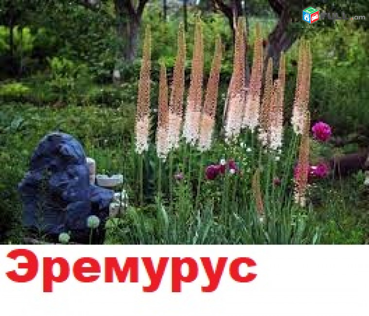 EREMURUS Эремурус էրեմուրուս