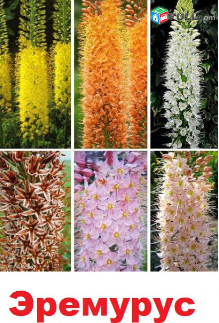 EREMURUS Эремурус էրեմուրուս