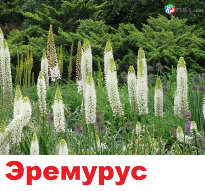 EREMURUS Эремурус էրեմուրուս