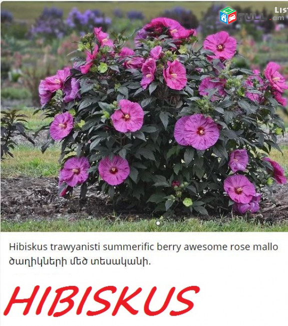 HIBISCUS Гибискус հիբրիսկուս