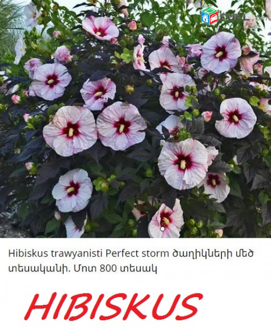 HIBISCUS Гибискус հիբրիսկուս