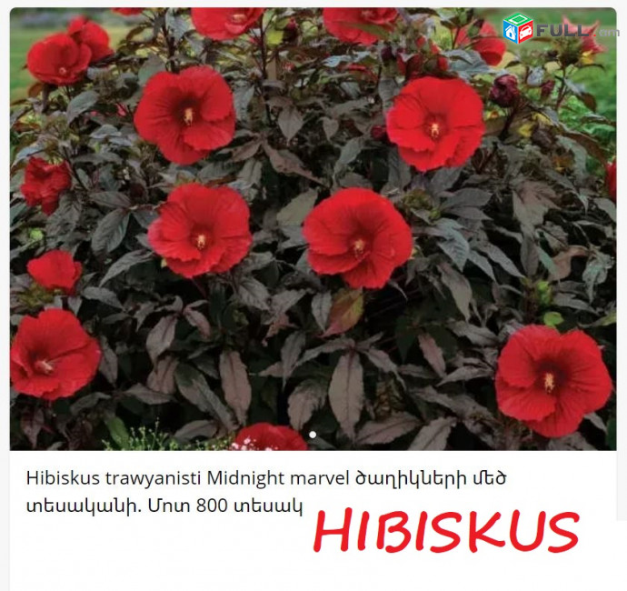 HIBISCUS Гибискус հիբրիսկուս