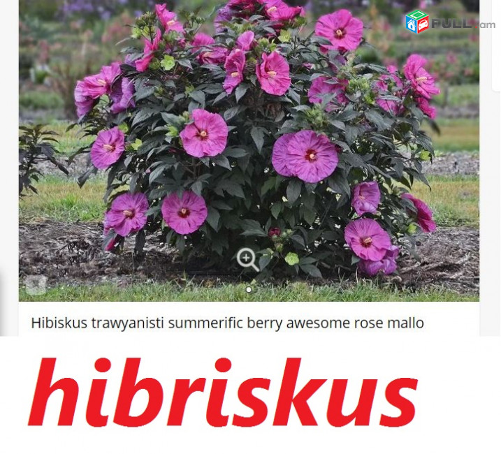 HIBISCUS Гибискус հիբրիսկուս