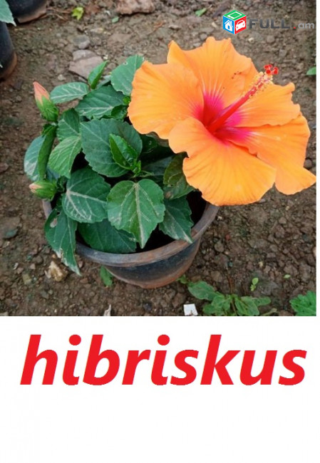 HIBISCUS Гибискус հիբրիսկուս