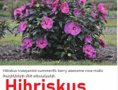 HIBISCUS Гибискус հիբրիսկուս