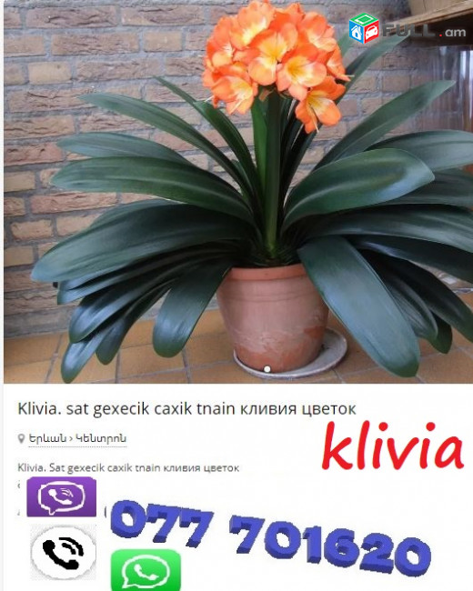 KLIVIA