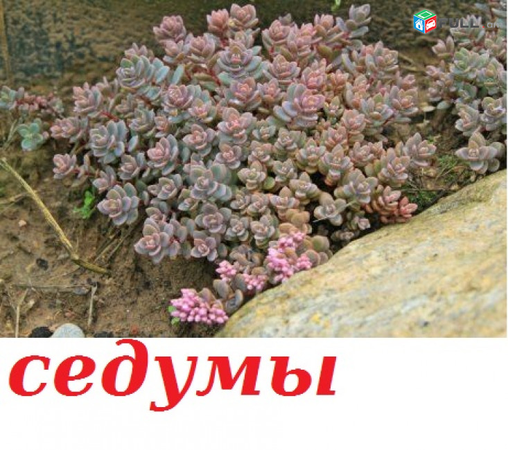 SEDUMI Седум սեդում