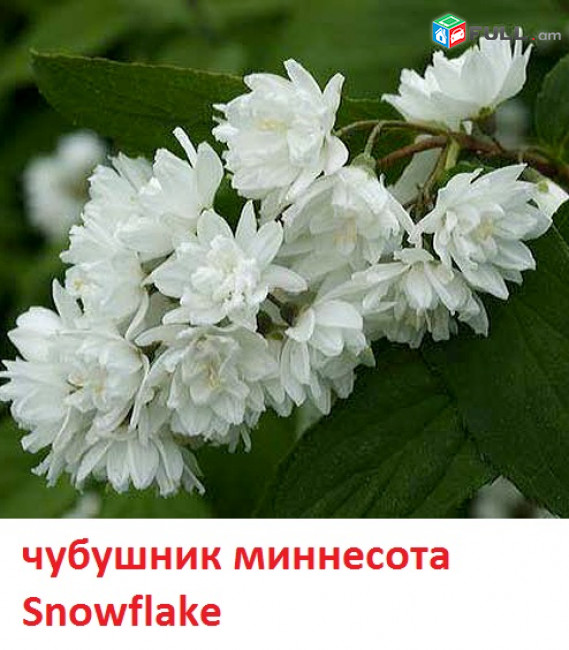 чубушник չիբուշնիկ