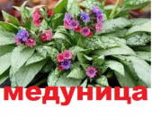 medunica медуница մեդունիցա