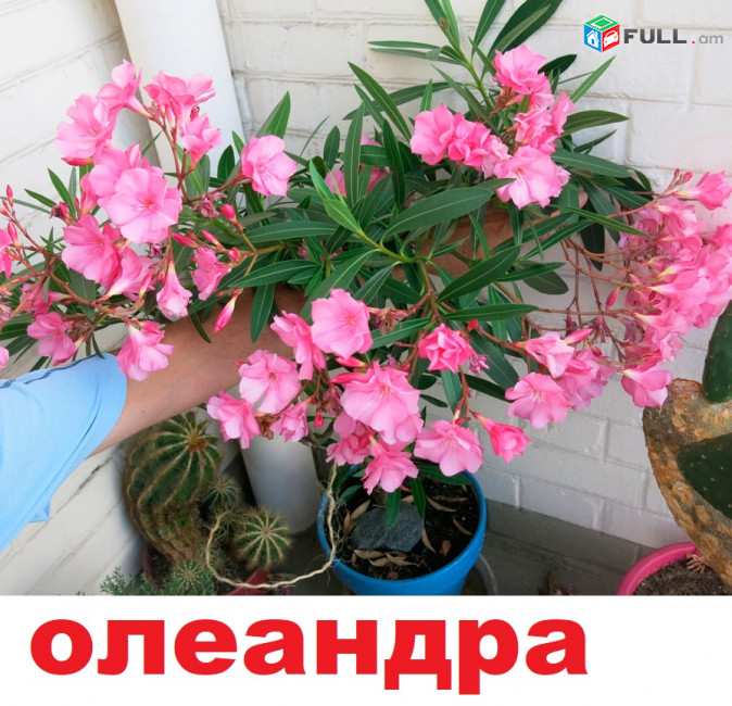 oleandra олеандра օլեանդռա