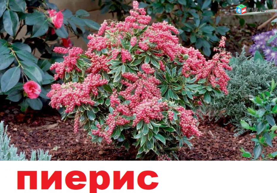 pieris пиерис պիեռիս