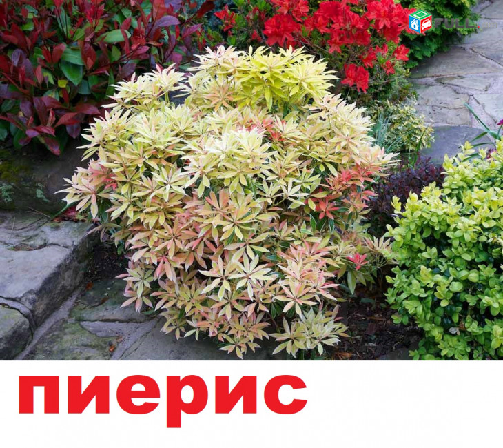 pieris пиерис պիեռիս