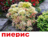 pieris пиерис պիեռիս