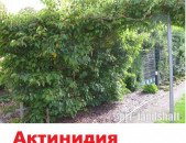 актинидия  hardy red ծաղիկներ, վարդեր՝մագլցող և սովորական,թփեր, խոտեր,տնկիներ