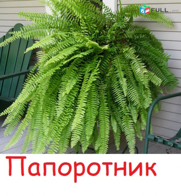 домашние папоротники ծաղիկներ, վարդեր՝մագլցող և սովորական,թփեր, խոտեր,տնկիներ