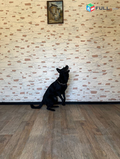 Отель для собак и кошек / Dog hotel