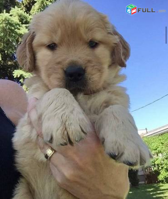 {whatsapp me ‪+40764035475‬} Golden Retriever puppies