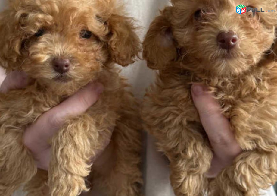 Poodle puppies  {whatsapp me ‪+40764035475‬}