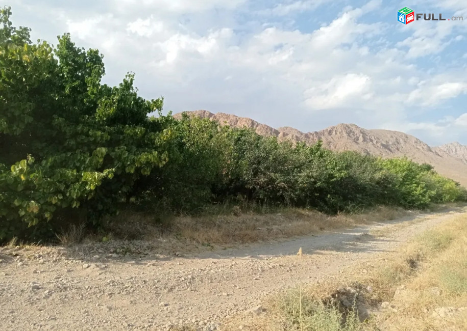 berqatu aygi Araratum