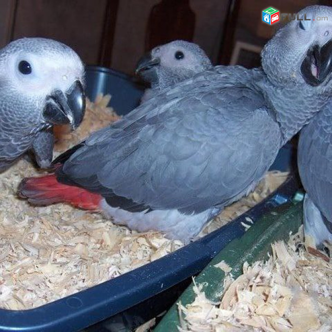 Congo African Grey Parrots 