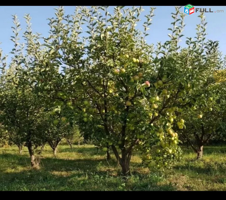 Հողատարածք Գառնի գյուղ չհասած ճանապարհին