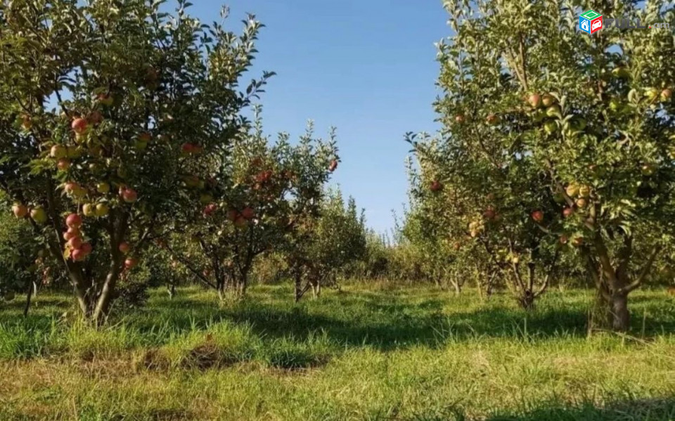 Հողատարածք Գառնի գյուղ չհասած ճանապարհին